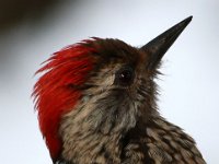 speg portret  Karedinaal Speg - Cardinal Woodpecker : frieda